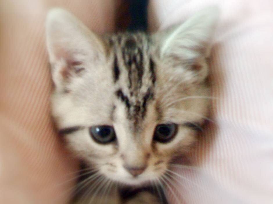 sumomo365_20180103_940.jpg