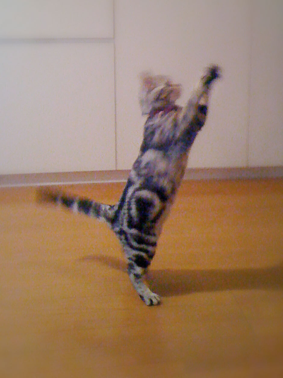 sumomo365_20180105_940_03.jpg