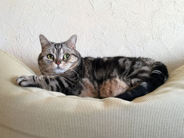 sumomo365_20180124_sofa_00.jpg