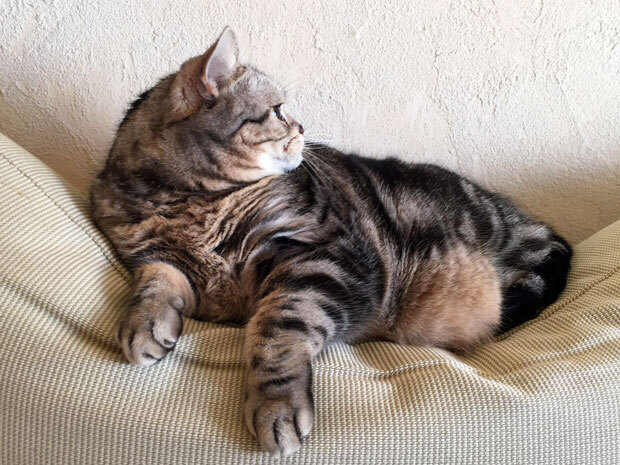 sumomo365_20180124_sofa_05.jpg