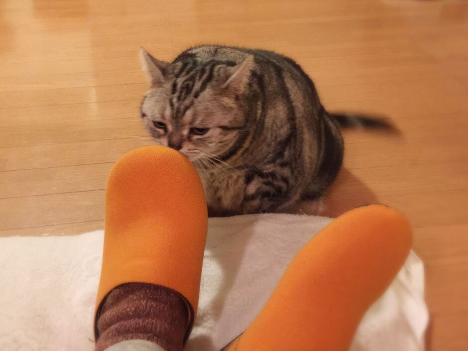 sumomo365_20180201_940_A.jpg