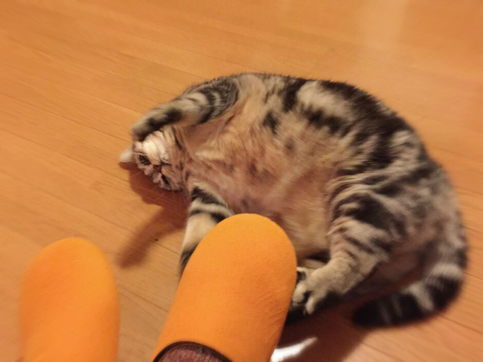 sumomo365_20180201_940_B.jpg
