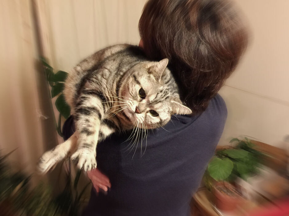sumomo365_20180207_940_A.jpg