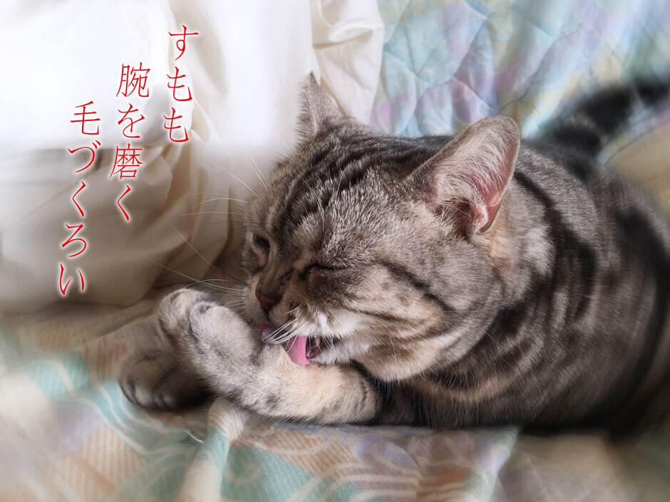 sumomo365_20180317_A.jpg.jpg