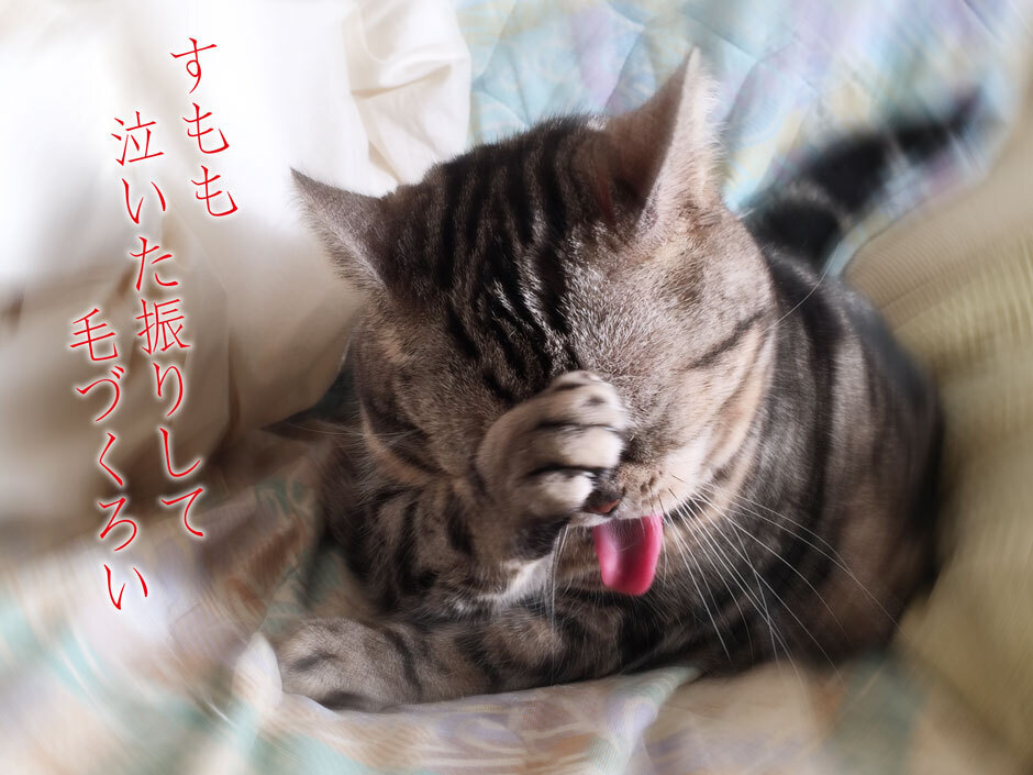 sumomo365_20180317_B.jpg