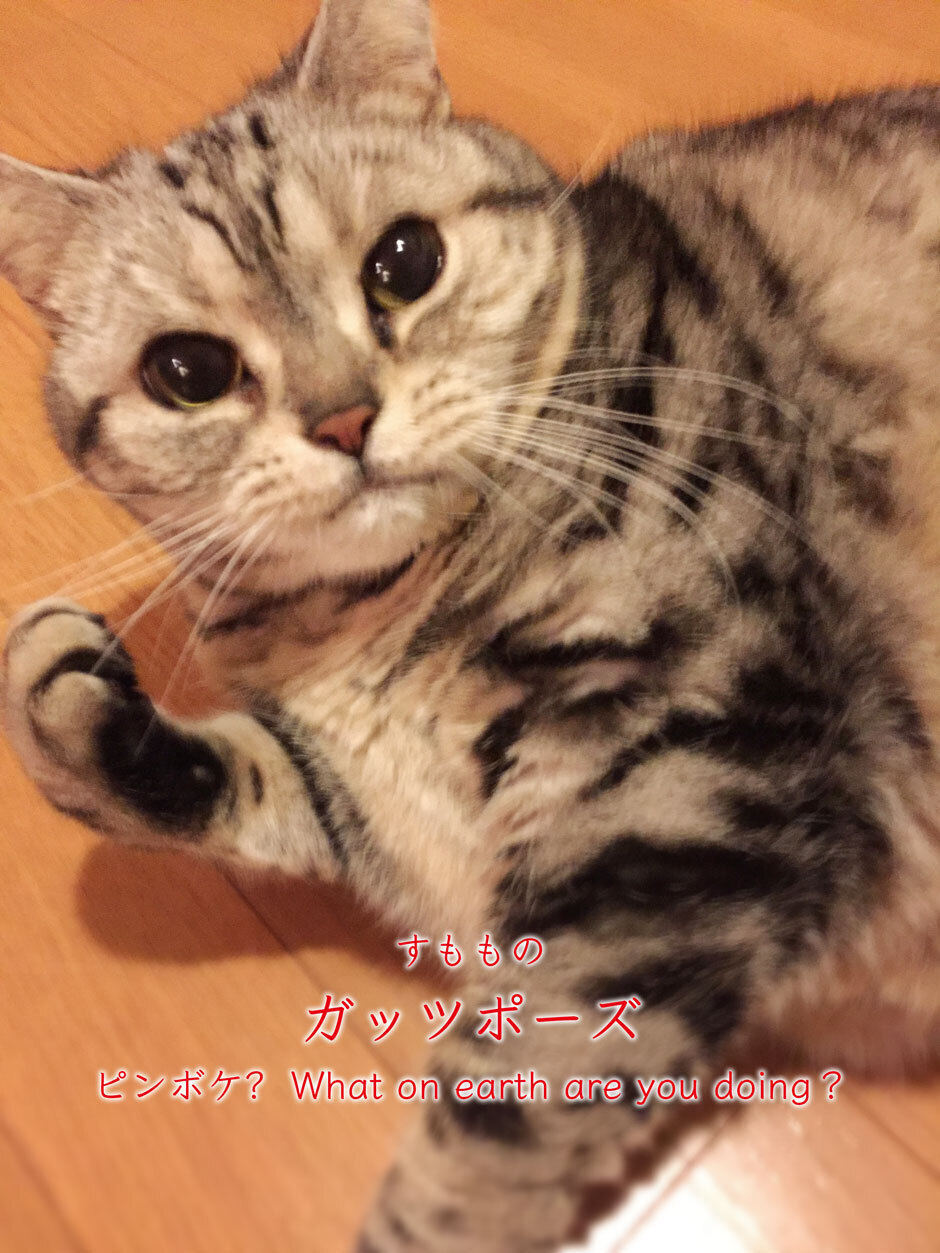 sumomo365_201804_guts_pose.jpg
