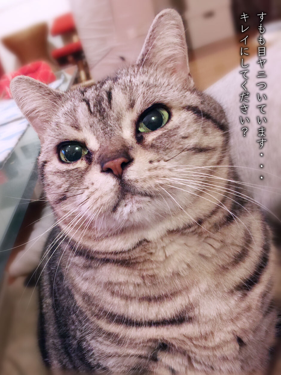 sumomo365_201804_meyani.jpg