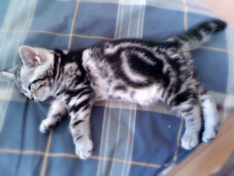 sumomo365_201805_holiday_sleep_00.jpg
