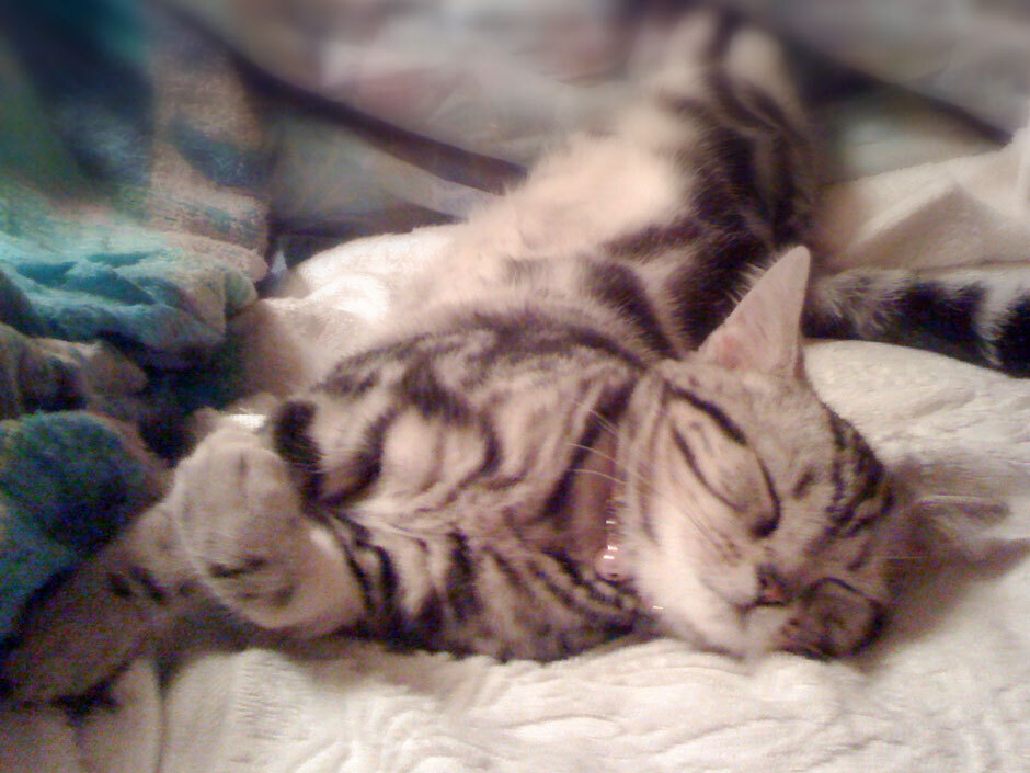 sumomo365_201805_holiday_sleep_01.jpg