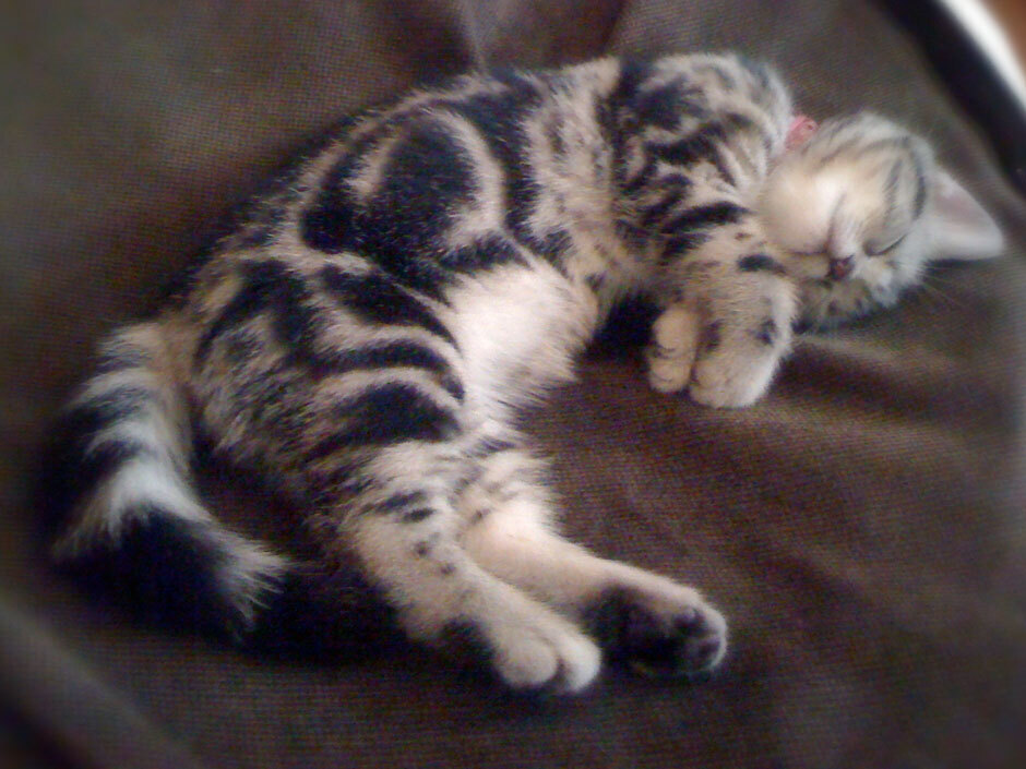 sumomo365_201805_holiday_sleep_02.jpg