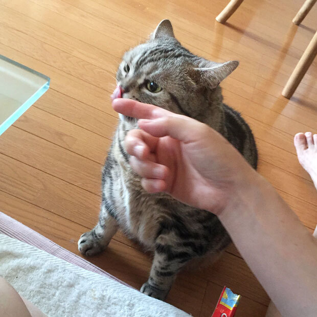 sumomo365_20180716_Churu_04.jpg