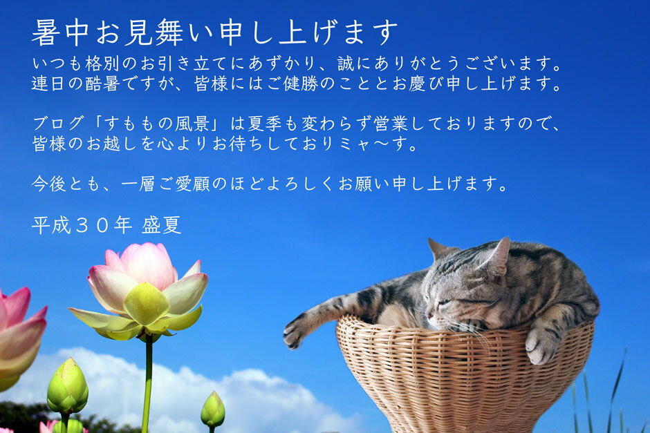 sumomo365_201807Lotus_00_b.jpg
