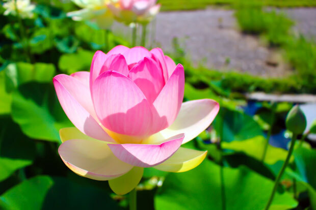 sumomo365_201807Lotus_01.jpg