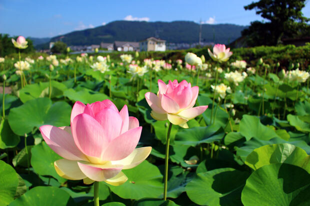 sumomo365_201807Lotus_02.jpg