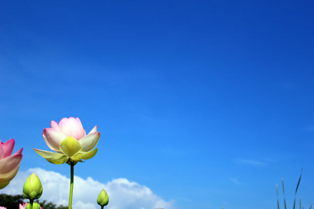 sumomo365_201807Lotus_03.jpg