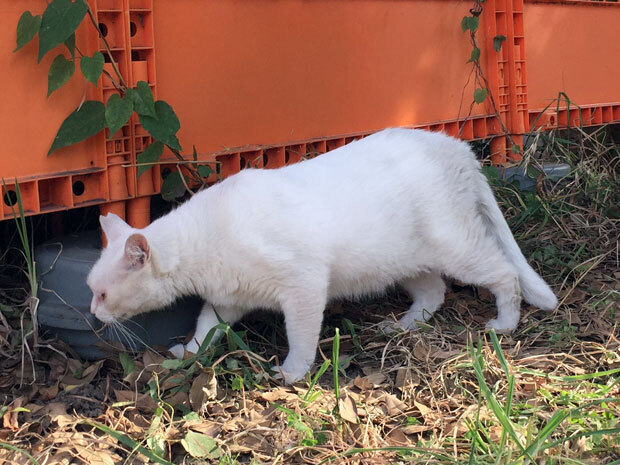 sumomo365_201807_kokuritu_cats_00.jpg