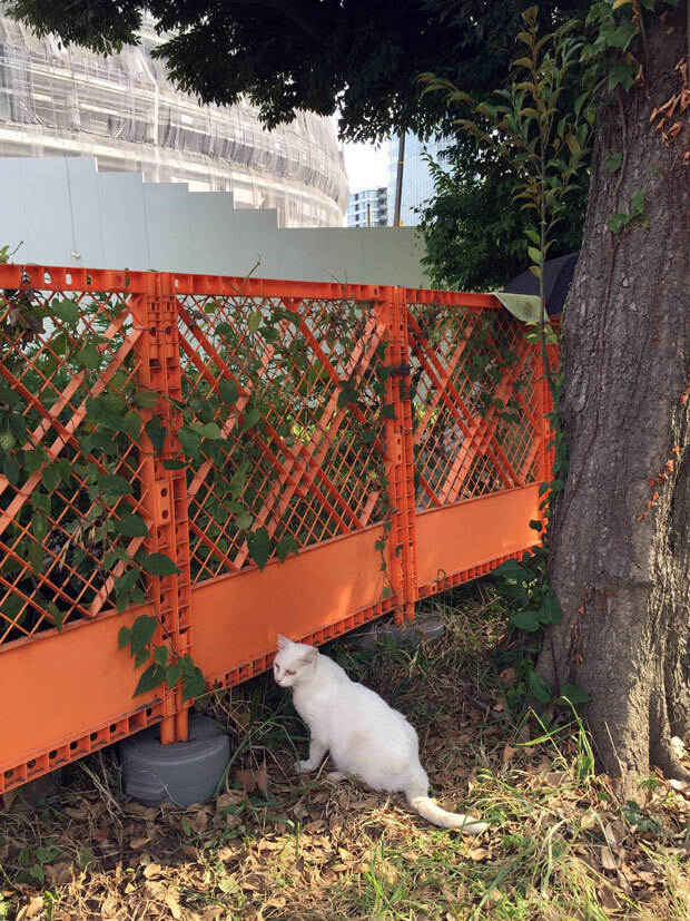 sumomo365_201807_kokuritu_cats_02.jpg