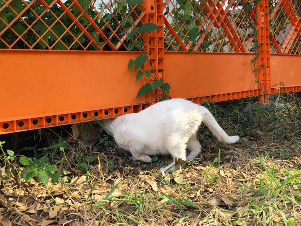 sumomo365_201807_kokuritu_cats_03.gif