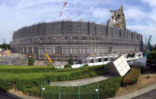 sumomo365_201807_kokuritu_cats_04.jpg