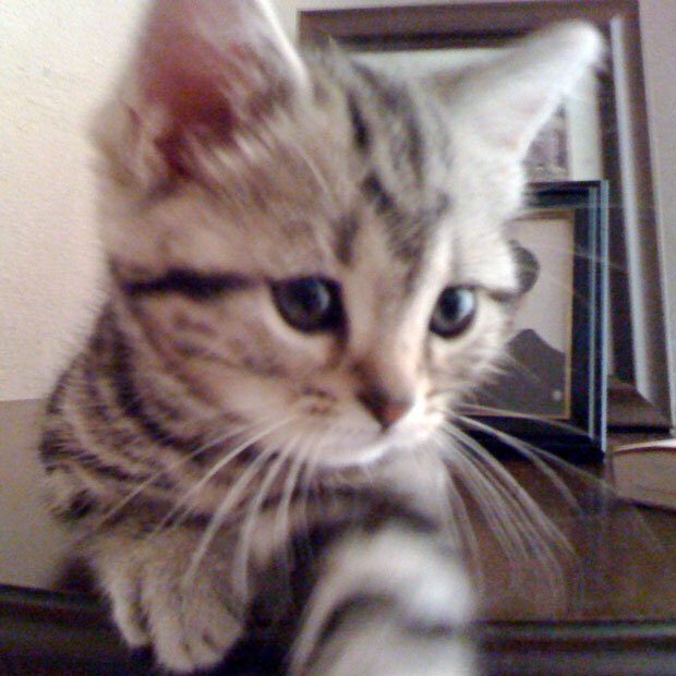 sumomo365_201808_Beauty_Cat_00.jpg