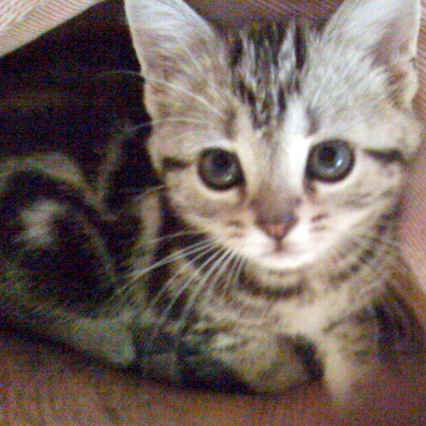 sumomo365_201808_Beauty_Cat_01.jpg
