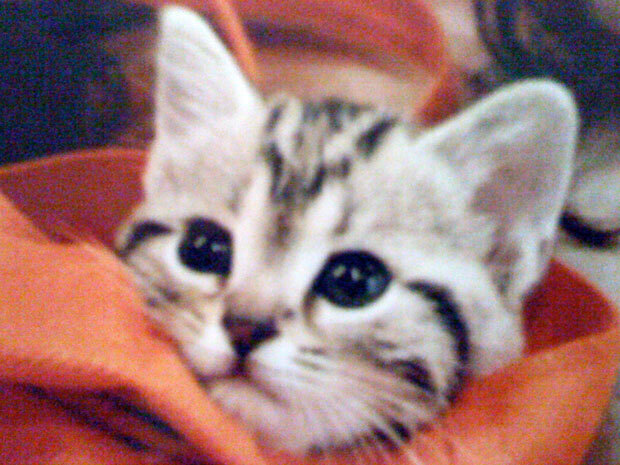 sumomo365_201808_Beauty_Cat_02.jpg