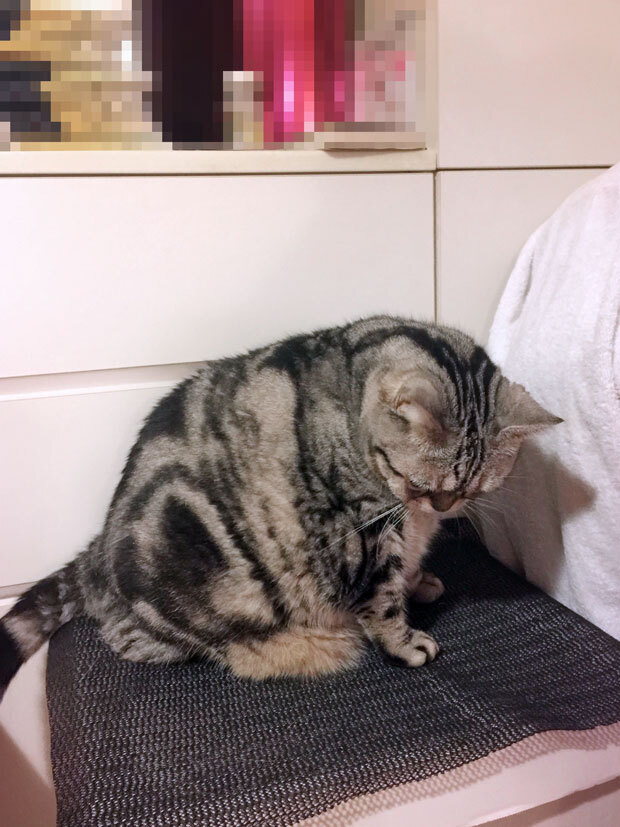 sumomo365_201808_Boss_mama03_B.jpg