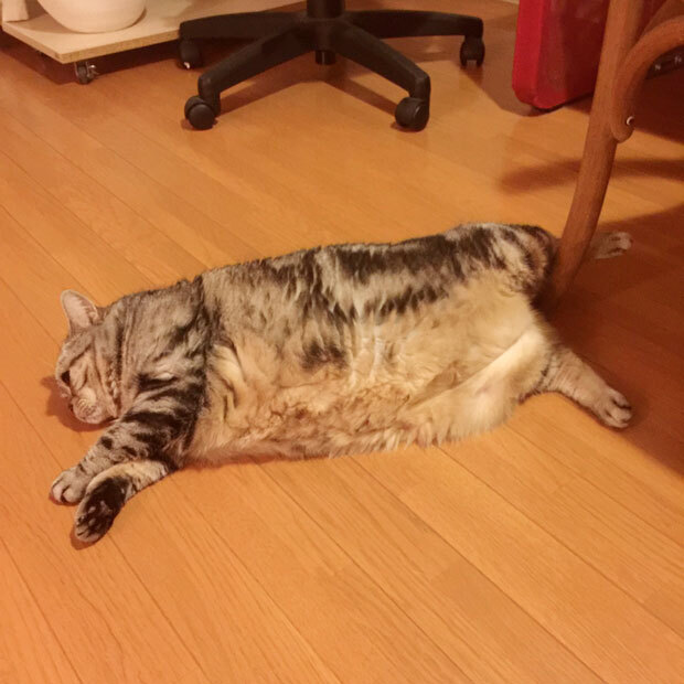 sumomo365_201808_Frolic_00.jpg