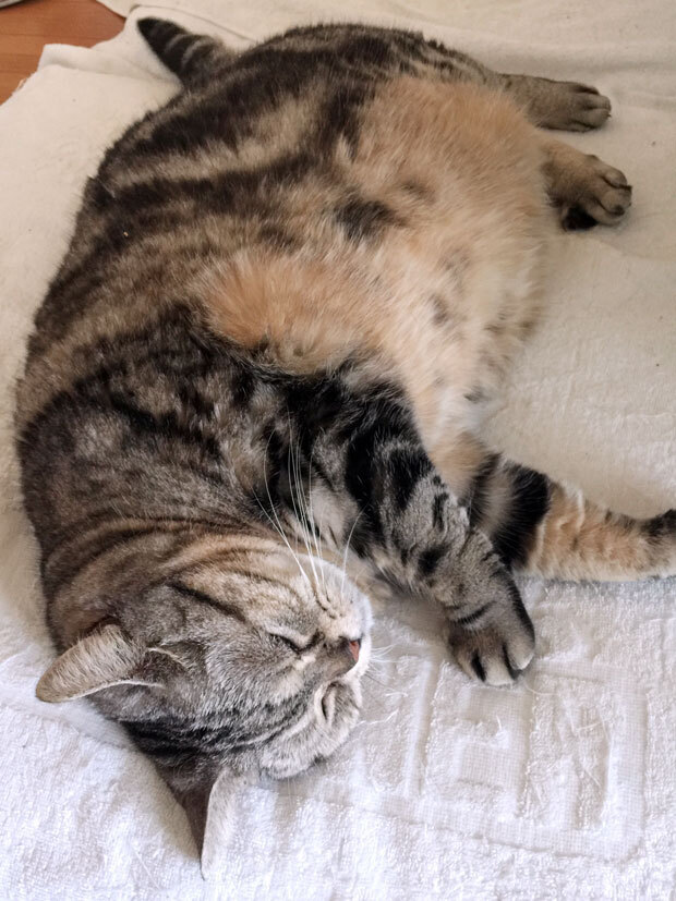 sumomo365_201808_Outer_cat_00.jpg