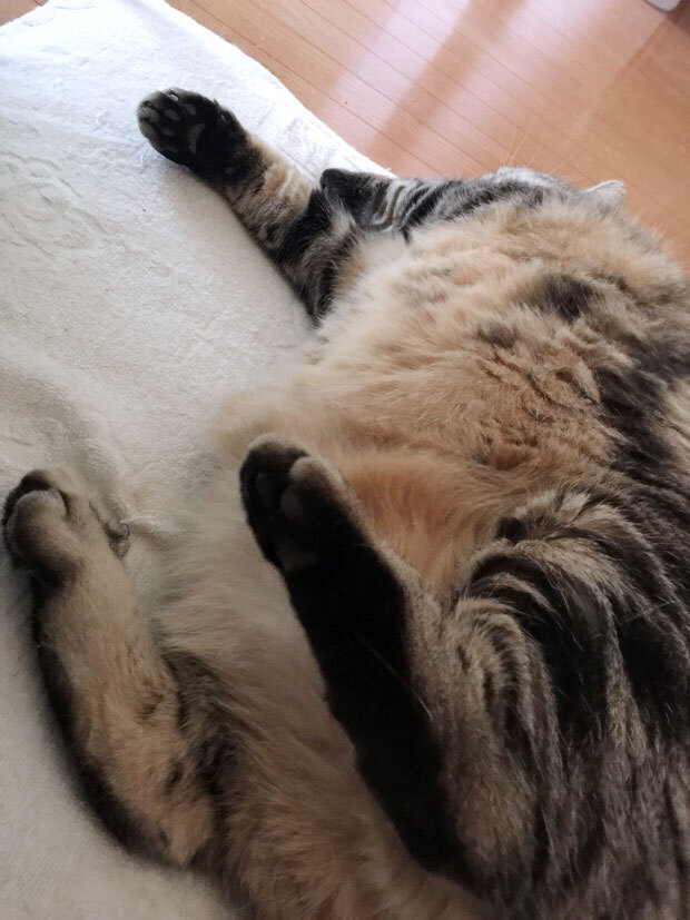 sumomo365_201808_Outer_cat_01.jpg