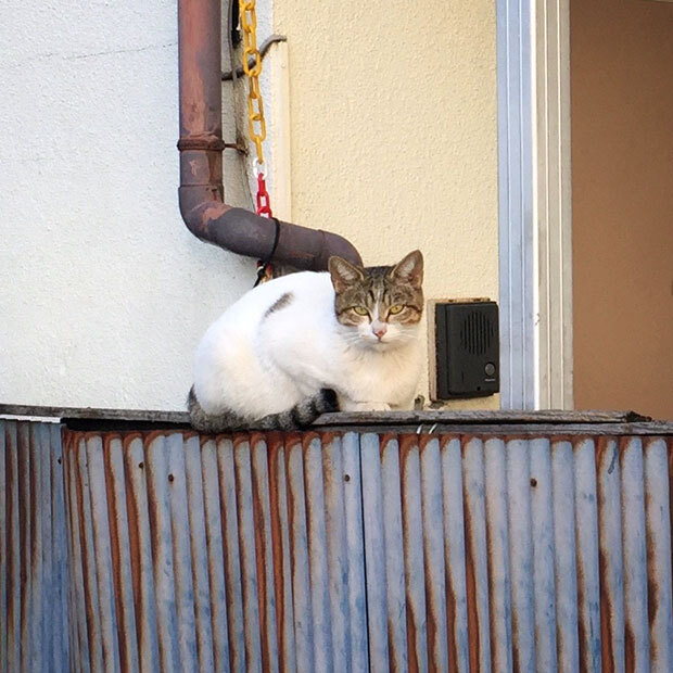 sumomo365_201808_Outer_cat_03.jpg
