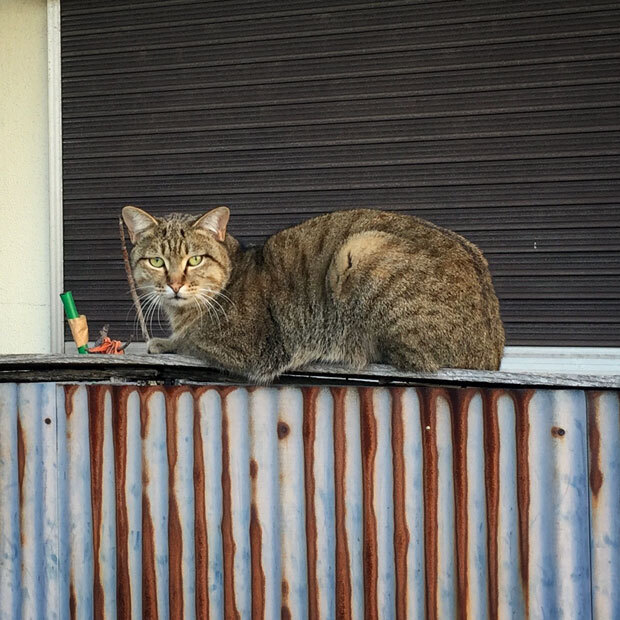 sumomo365_201808_Outer_cat_05.jpg