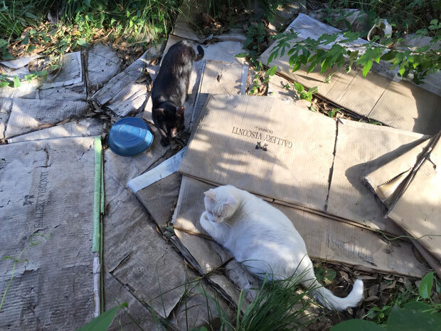 sumomo365_201808_kokuritu_cats_00.jpg