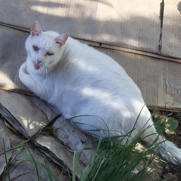 sumomo365_201808_kokuritu_cats_01.jpg