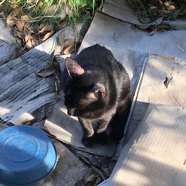sumomo365_201808_kokuritu_cats_02.jpg