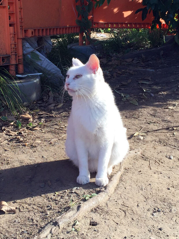 sumomo365_201808_kokuritu_cats_03.jpg