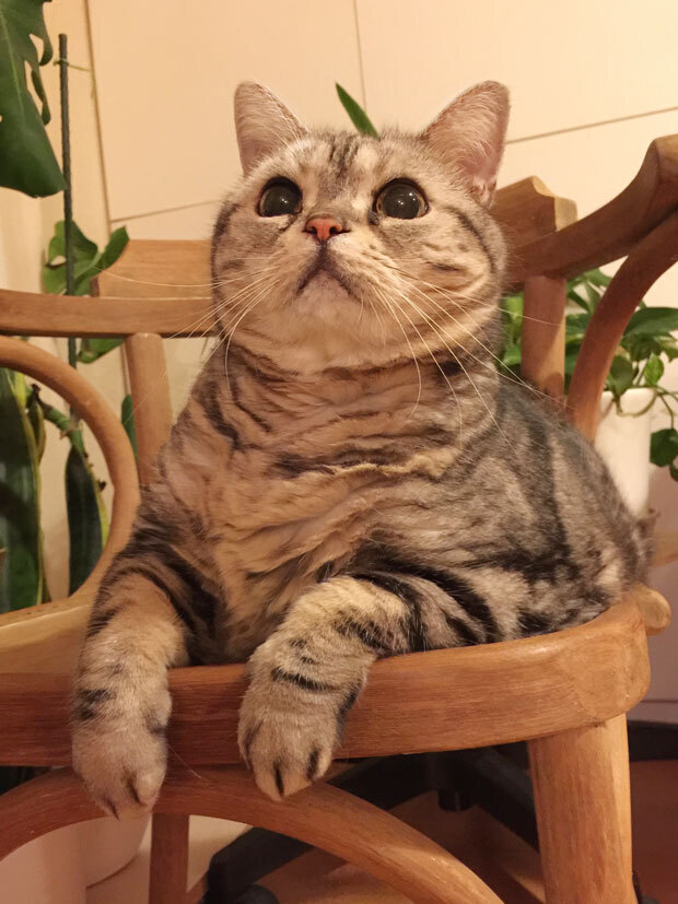 sumomo365_20180914_on_the_chair_02.jpg
