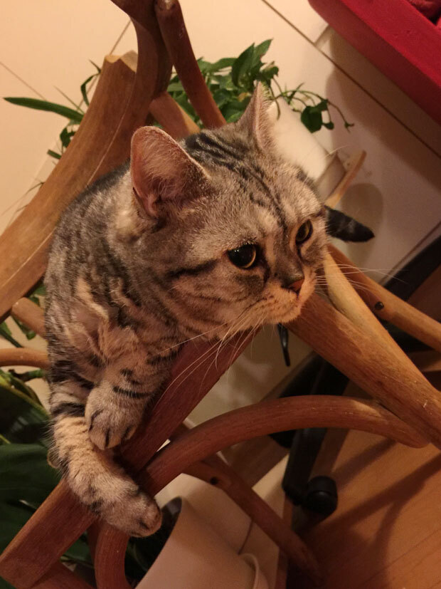 sumomo365_20180914_on_the_chair_03.jpg