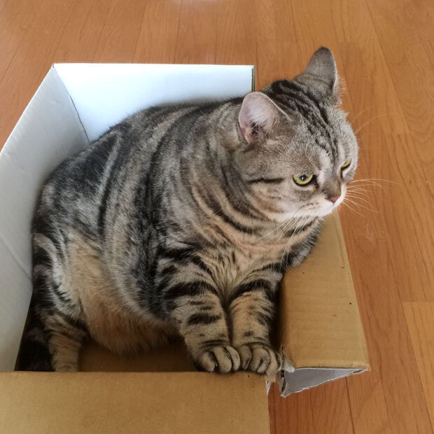 sumomo365_20181015_16_cardboard_00.jpg