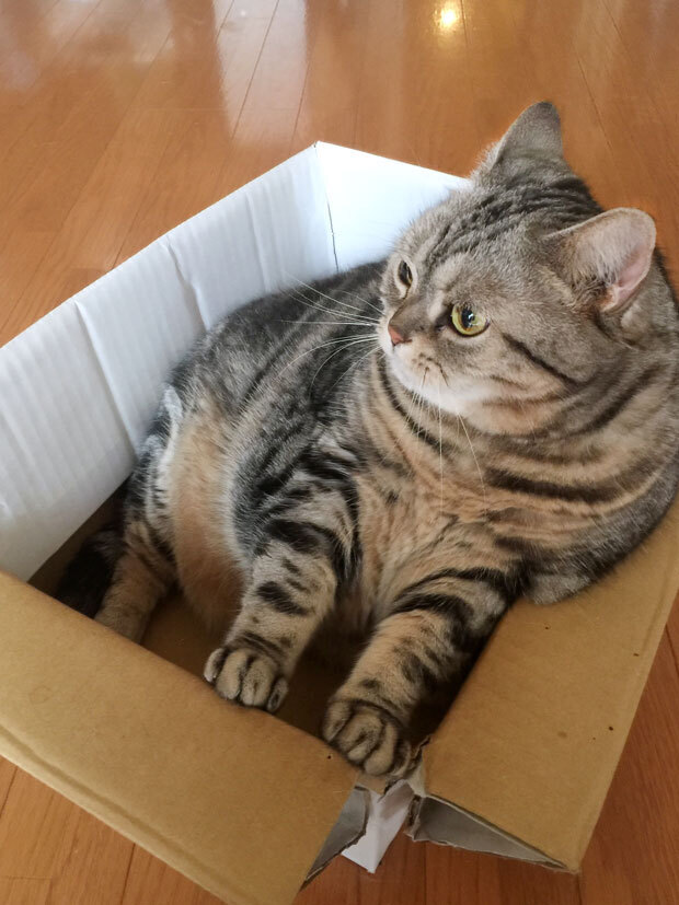 sumomo365_20181015_16_cardboard_01.jpg