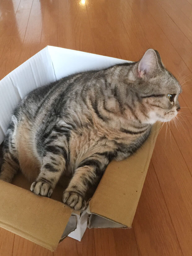 sumomo365_20181015_16_cardboard_02.jpg