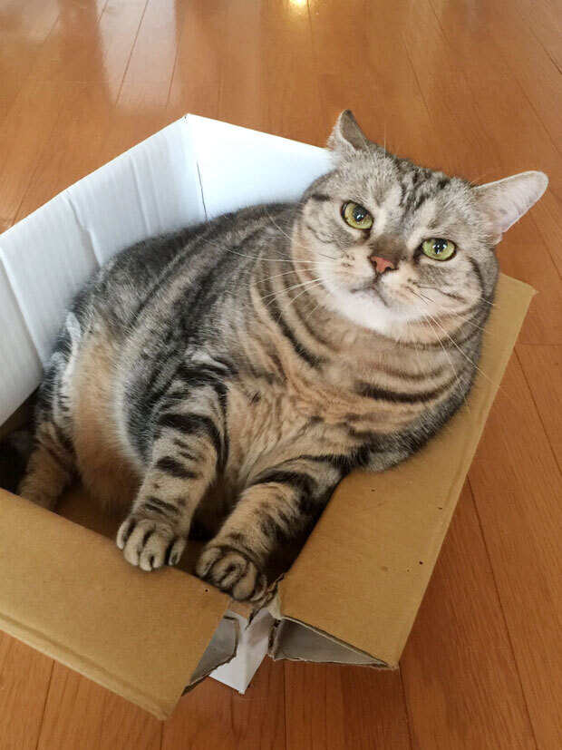 sumomo365_20181015_16_cardboard_03.jpg