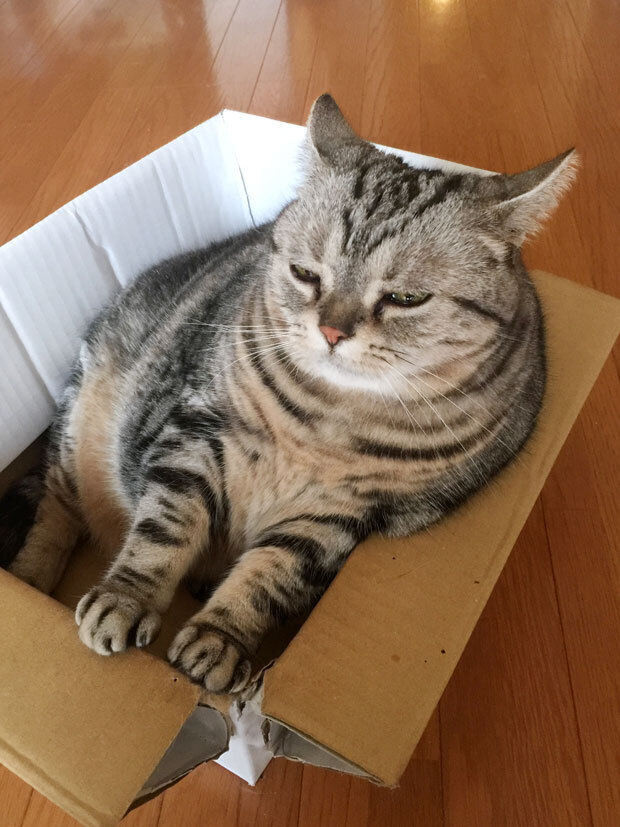 sumomo365_20181015_16_cardboard_04.jpg