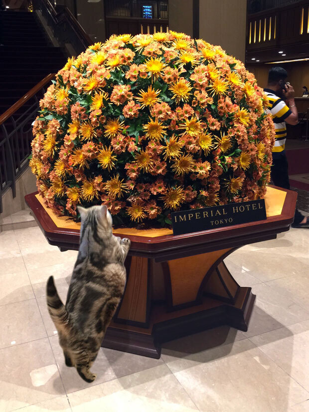 sumomo365_201810_Imperial_Hotel_00.jpg