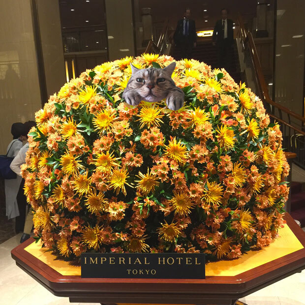 sumomo365_201810_Imperial_Hotel_01.jpg