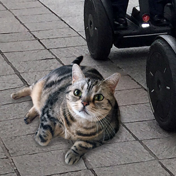 sumomo365_201810_Segway_04.jpg