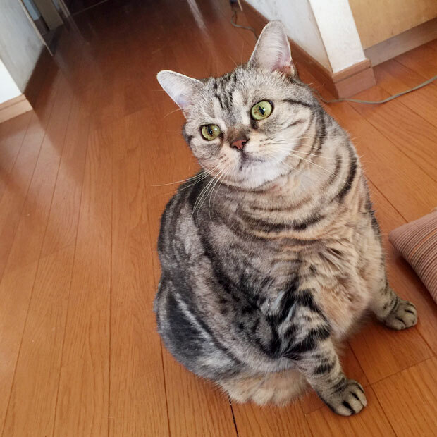 sumomo365_201810_kako_00.jpg