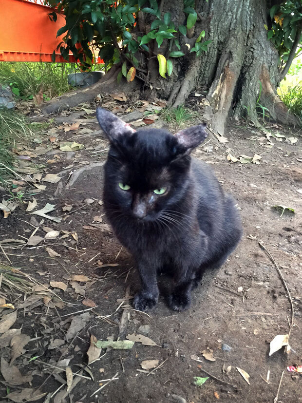 sumomo365_201810_kokuritu_cats_01.jpg