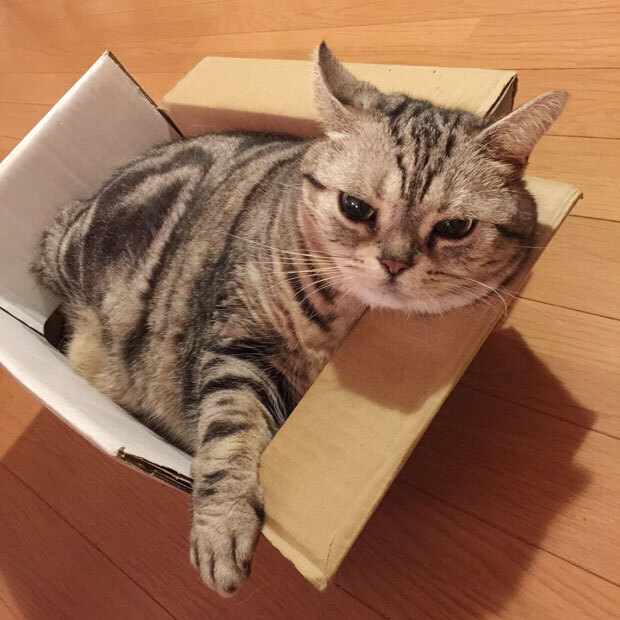 sumomo365_201811_After_dinner_01.jpg