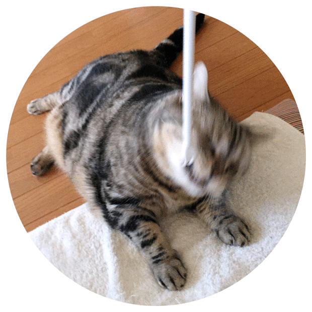 sumomo365_201811_fork_00.gif